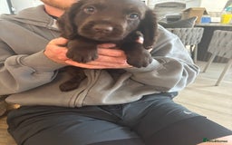 Cocker Spaniel dogs for sale: 3 boys left - Outstanding working cocker spaniels - Image 15