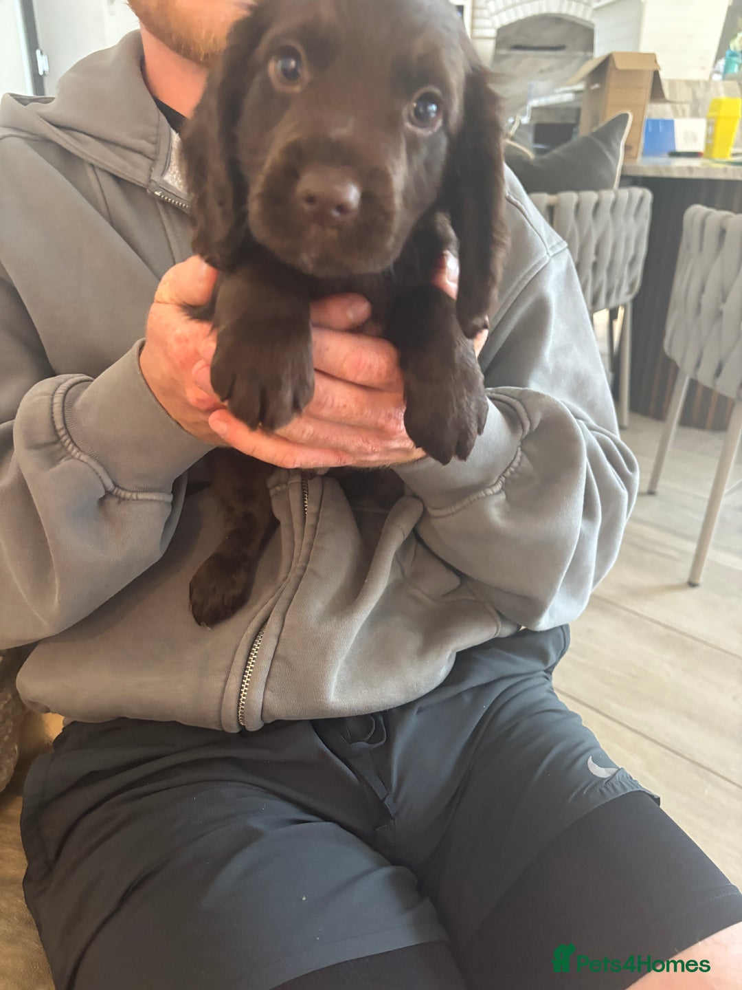 Cocker Spaniel dogs for sale: 3 boys left - Outstanding working cocker spaniels - Image 15