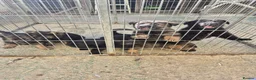 German Shepherd dogs for sale: KC registered German shepherd pups  - Advert 6