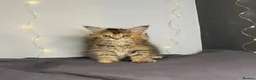Maine Coon cats for sale: Georgeous Maine Coon kittens  - Advert 8