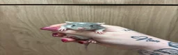 Rat rodents for sale: Gorgeous pedigree dwarf rat pups - Advert 20