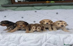Cockapoo dogs for sale: Cockapoo puppies beautiful colours  - Image 17
