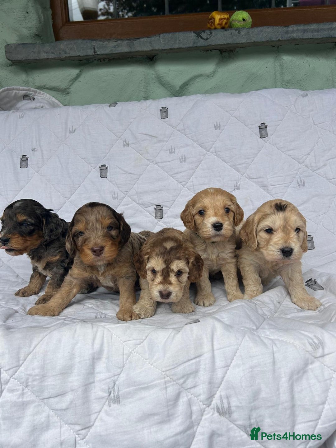 Cockapoo dogs for sale: Cockapoo puppies beautiful colours  - Image 17