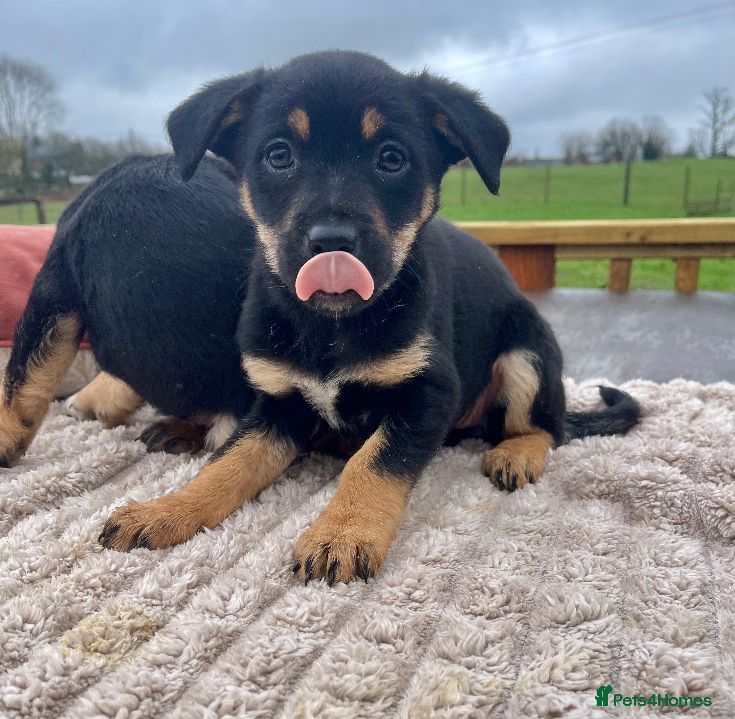 Mixed Breed dogs A stunning litter of collie x Kelpie  - Advert 5