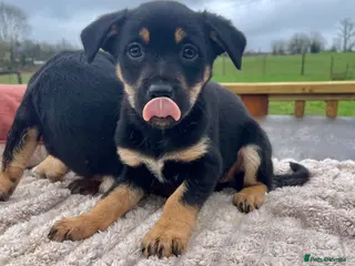 Mixed Breed dogs A stunning litter of collie x Kelpie - Advert 13