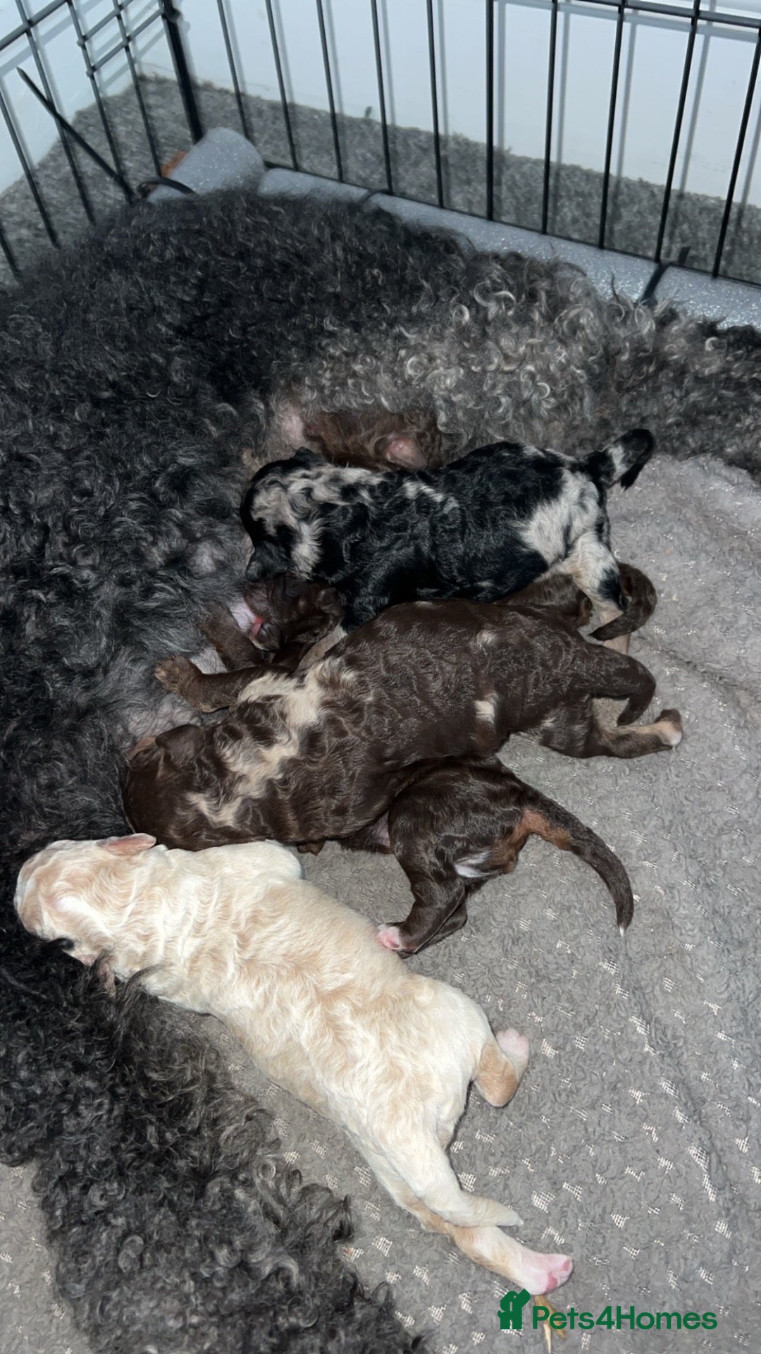 Sheepadoodle dogs Sheepadoodle puppies  - Advert 2
