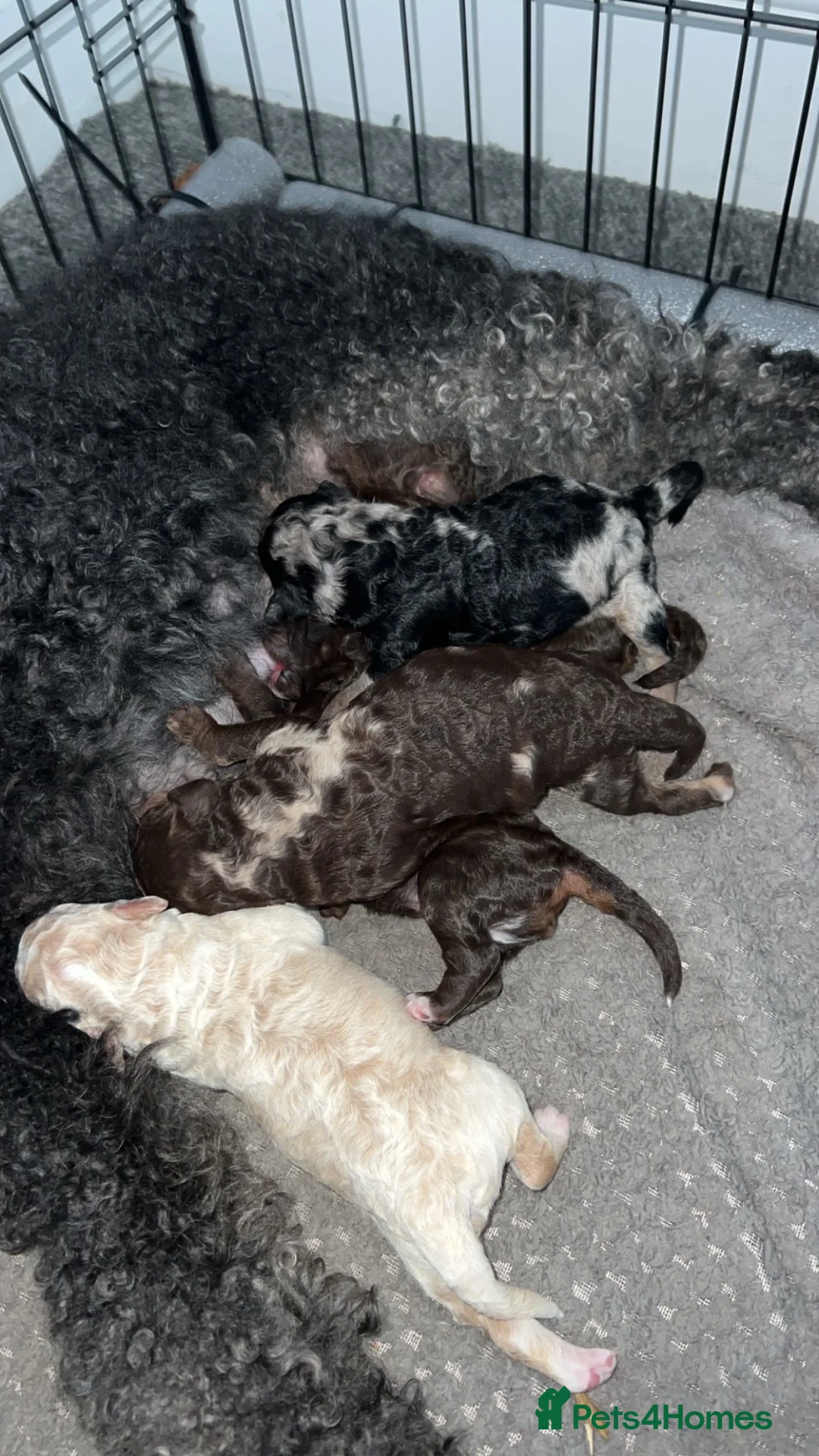 Sheepadoodle dogs for sale: Sheepadoodle puppies  - Advert 2
