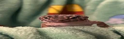 Leopard Gecko reptiles for sale: Rehoming Leopard Gecko in Manchester - Advert 2