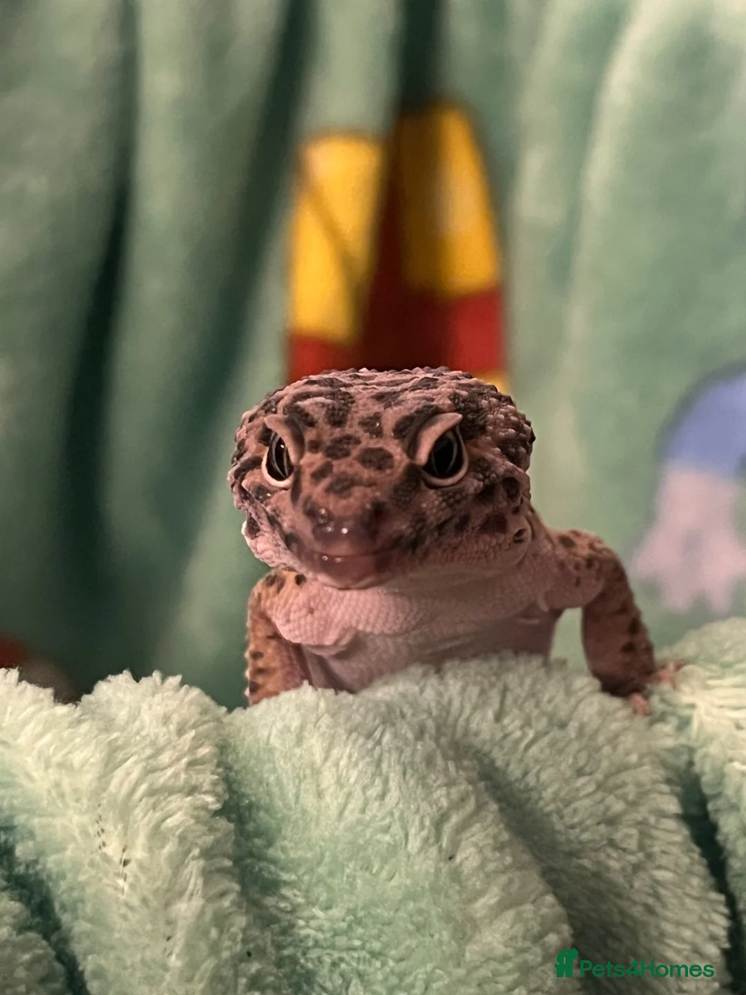 Leopard Gecko reptiles for sale: Rehoming Leopard Gecko in Manchester - Advert 2