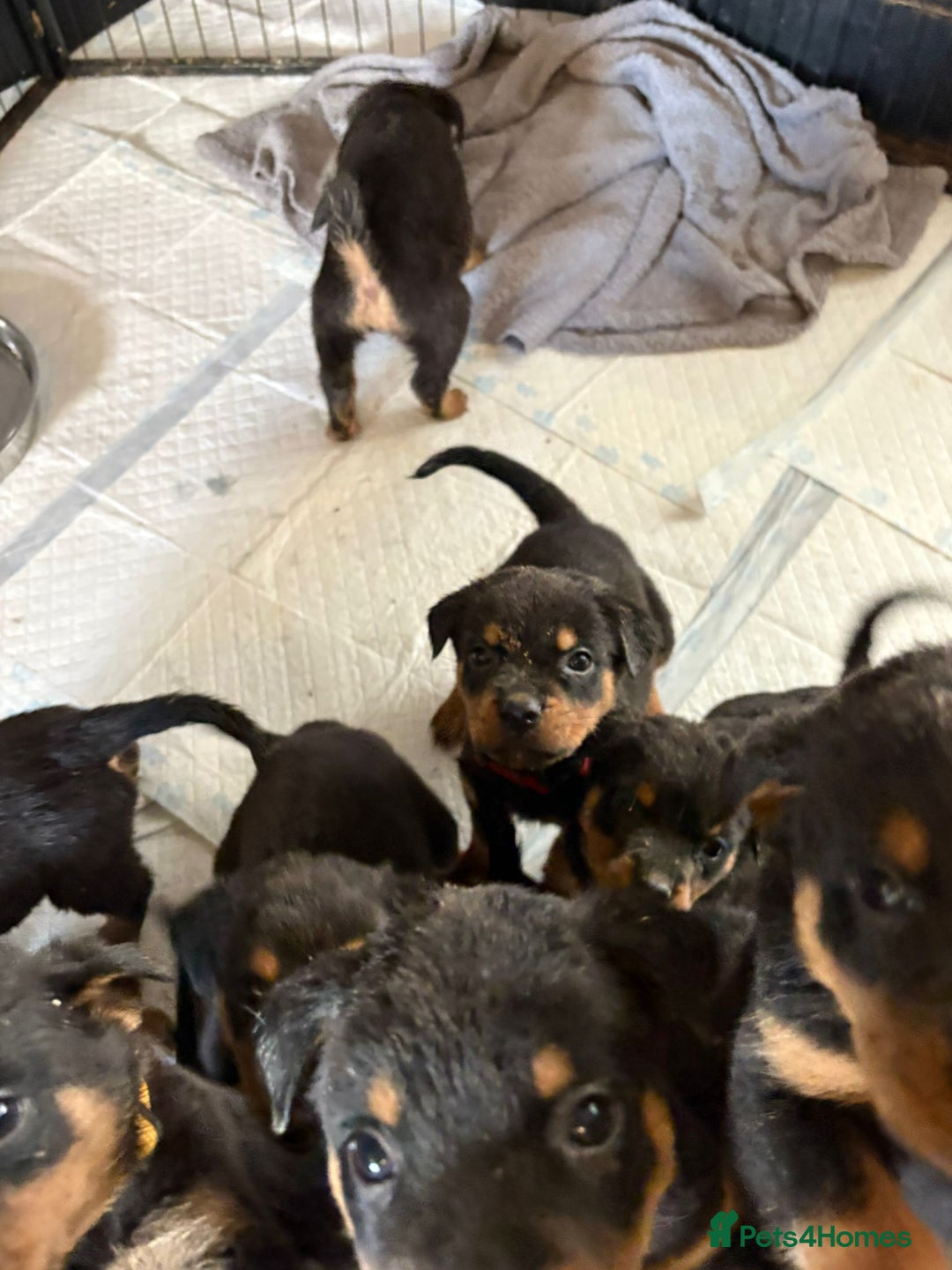 Rottweiler dogs for sale: * *photos updated Rottweiler puppies KC reg - Advert 18