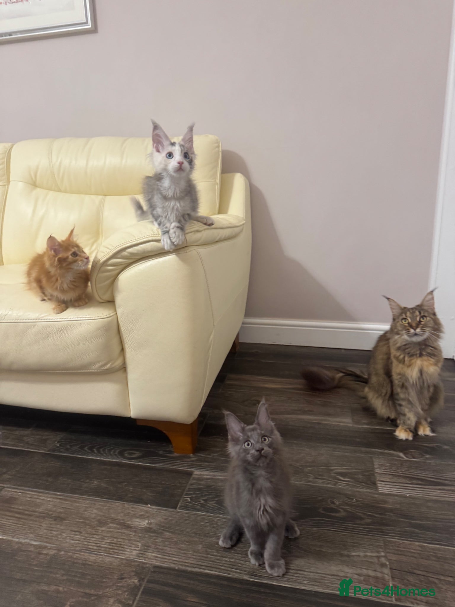 Maine Coon cats Maine Coon Kittens 🏆 20+ gen 🧬 Full Pedigree - Advert 2