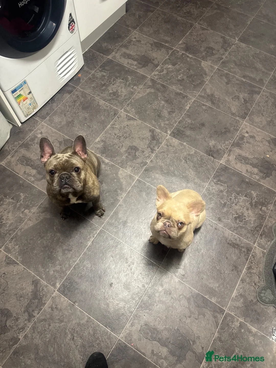 French Bulldog dogs for sale: Luna the beautiful little girl  in Pontefract - Advert 2