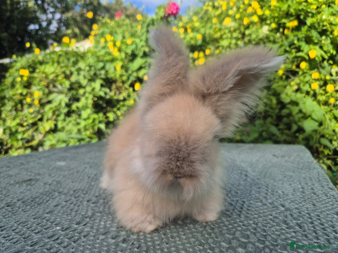 Angora rabbits for sale: 😍Large Angora babies- parents imported from 🇫🇷  - Image 27