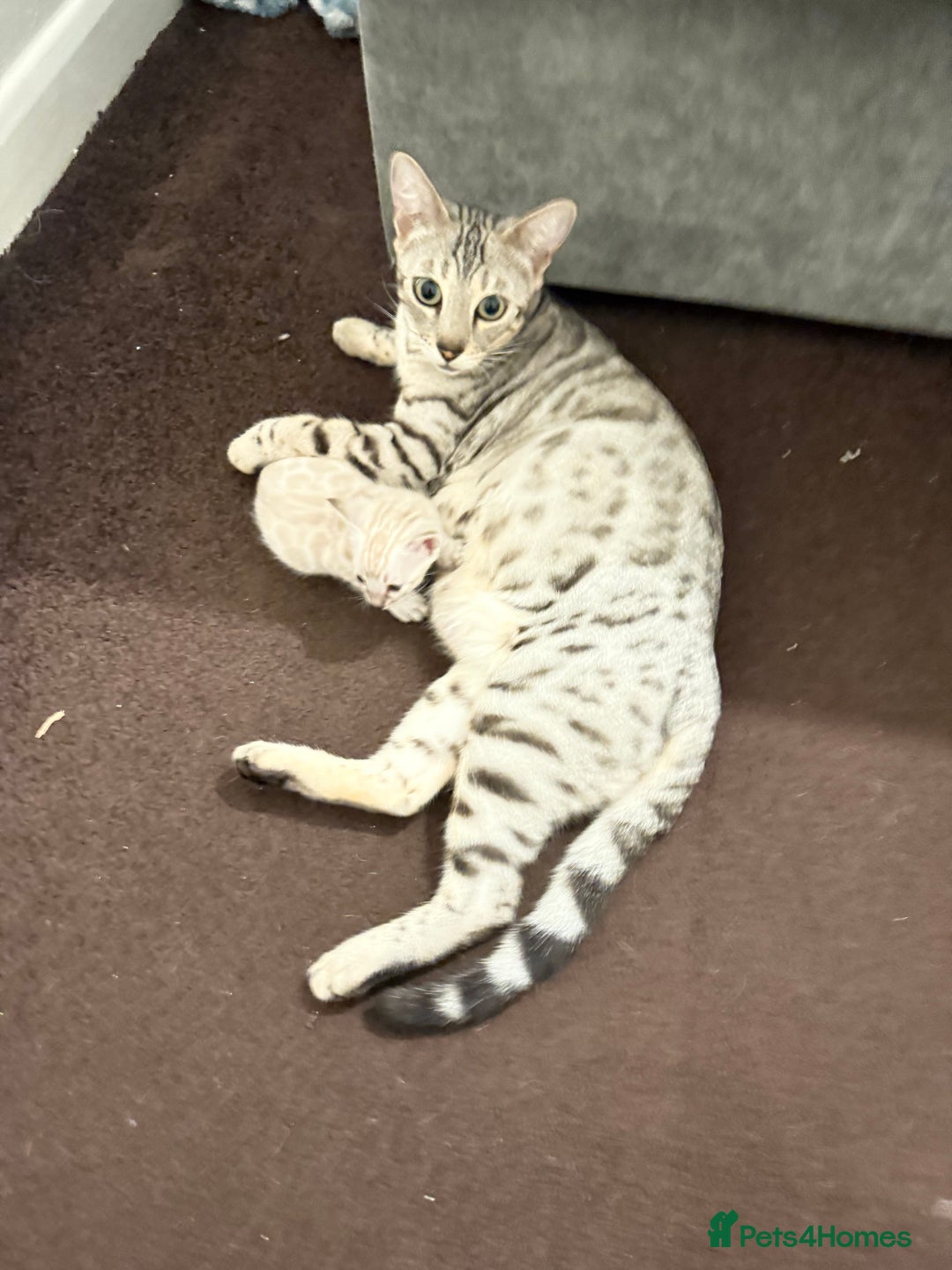 Bengal cats for sale: 🩶 BENGAL 🔥 KITTENS 🤍 TICA REGISTERED  - Advert 7