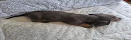 Miniature Dachshund dogs for sale: Miniature Dachshund puppies  in Barnsley - Advert 18