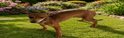 Mixed Breed dogs for sale: Miniature pinscher x - Advert 1
