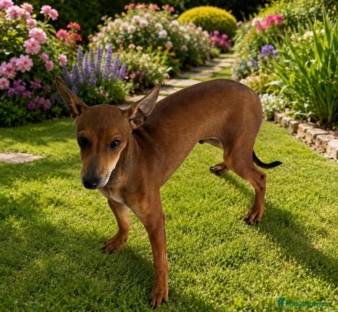 Mixed Breed dogs for sale: Miniature pinscher x - Advert 1
