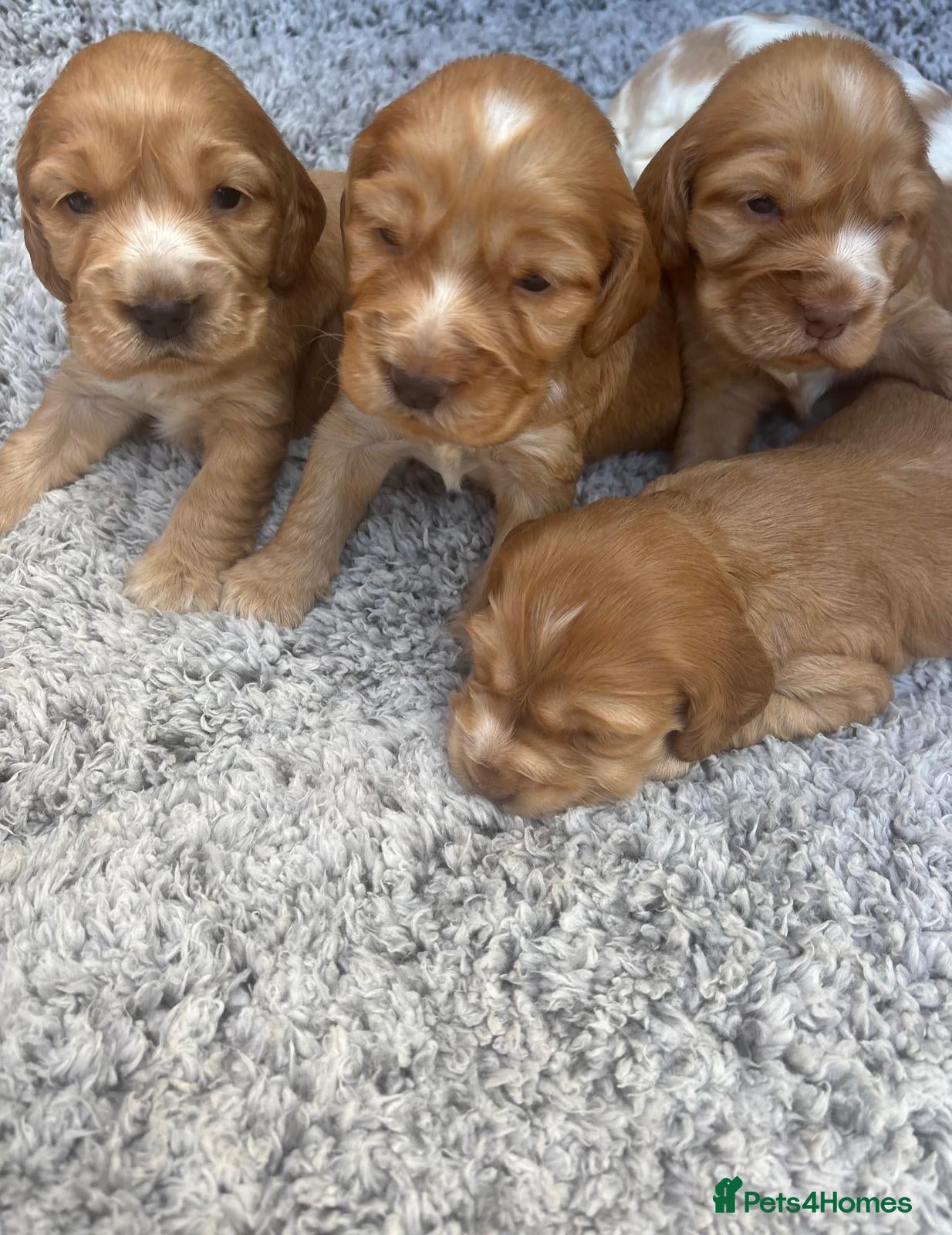 Cocker Spaniel dogs Show-Type Cocker Spanials - Advert 3