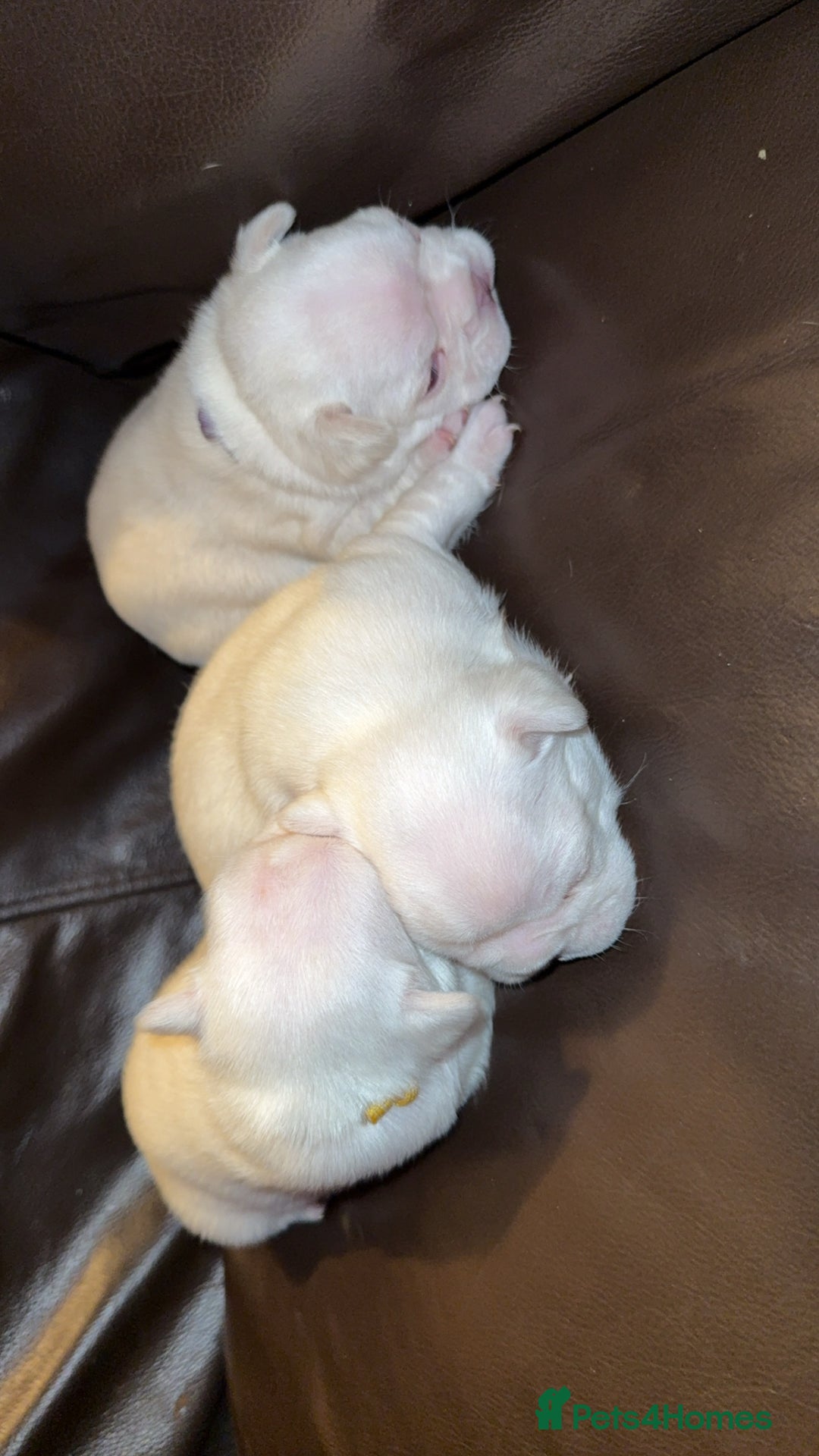 French Bulldog dogs for sale: Full fluffy new shade Isabella and tan platinum  - Advert 3