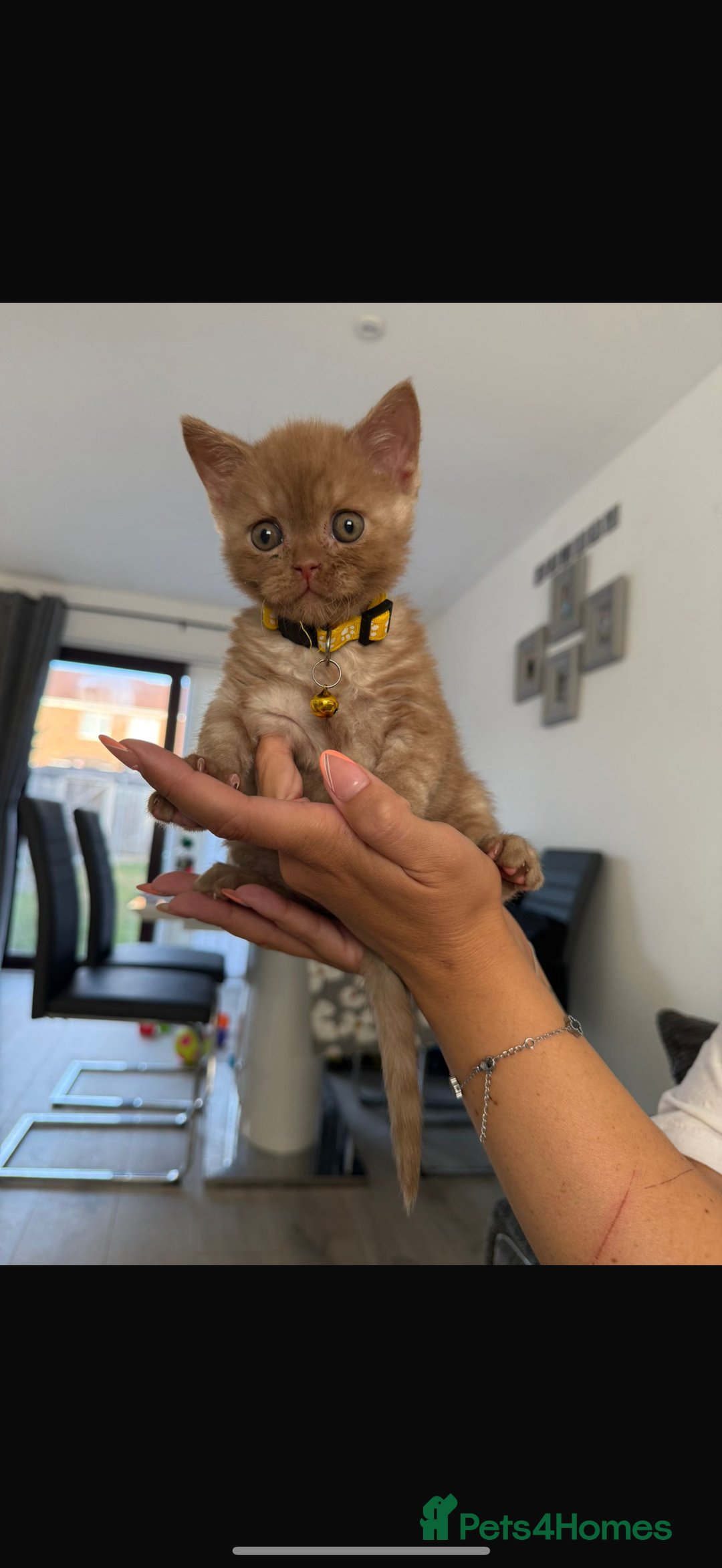 British Shorthair cats for sale: 🐾Beautiful Pedigree Kittens 🐾 READY NOW!!  in Cradley Heath - Image 7