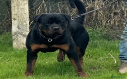 Rottweiler dogs for sale: Outstanding litter of Rotweiller Puppies  - Image 7