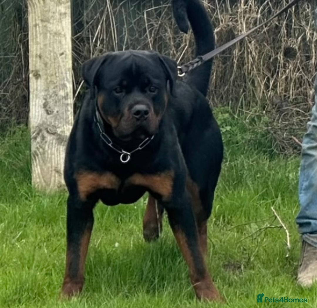 Rottweiler dogs for sale: Outstanding litter of Rotweiller Puppies  - Image 7