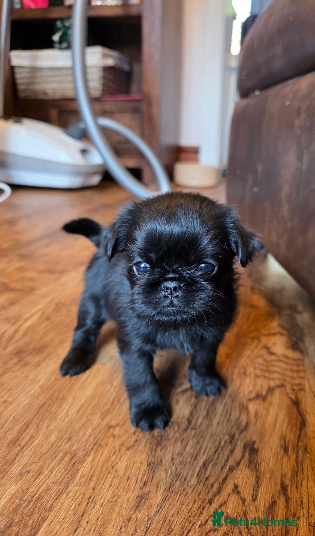 Griffon Bruxellois dogs for sale: KC Registered Rough Brussels Griffon  - Advert 12