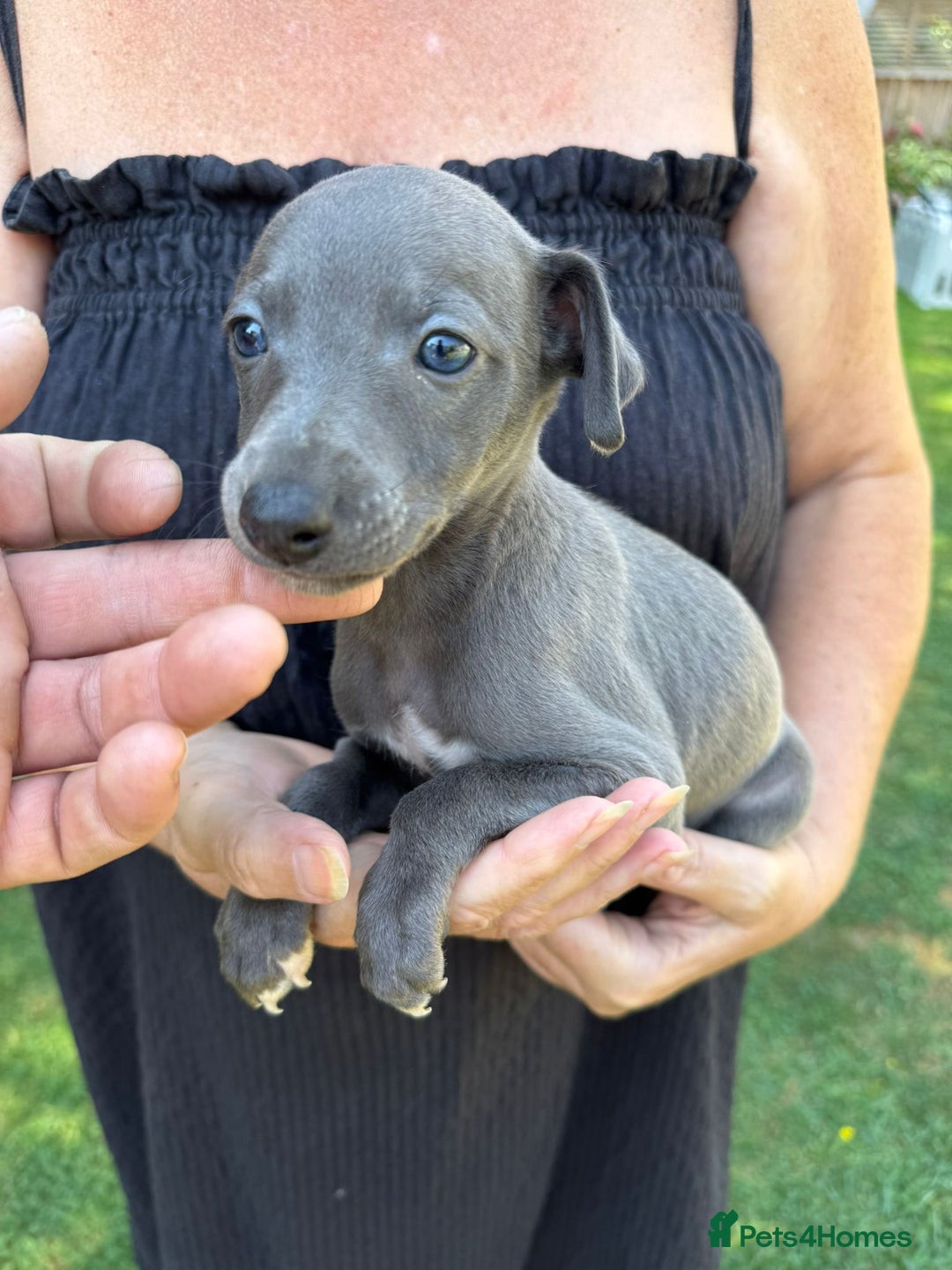 Whippet dogs for sale: Gorgeous whippet puppies  - Image 3