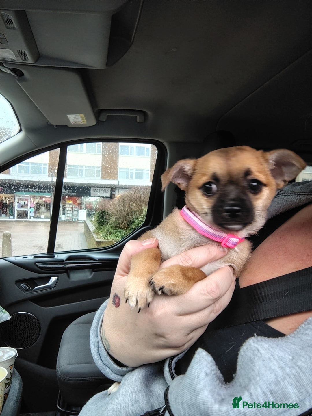 Pomchi dogs for sale: Pomchi girl phoebe  - Advert 25