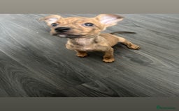 Staffordshire Bull Terrier dogs for sale: 3 staffy puppies  - Image 2