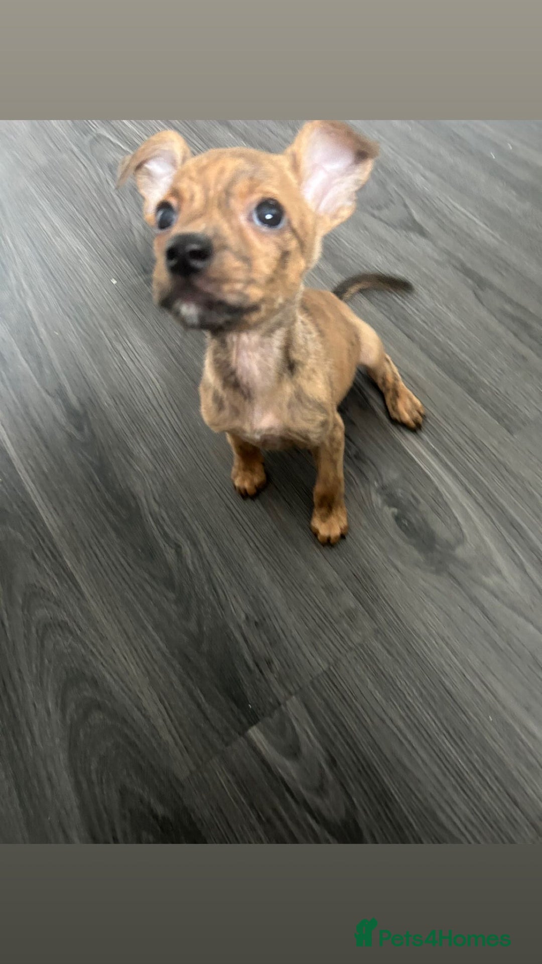 Staffordshire Bull Terrier dogs for sale: 3 staffy puppies  - Image 2