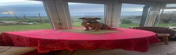 Mixed Breed dogs for adoption: ROSIE FOR ADOPTION IN CORNWALL/DEVON - Advert 7
