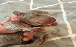 Dachshund dogs for sale: Miniature Dachshund Puppies  Health Tested Parents - Image 4