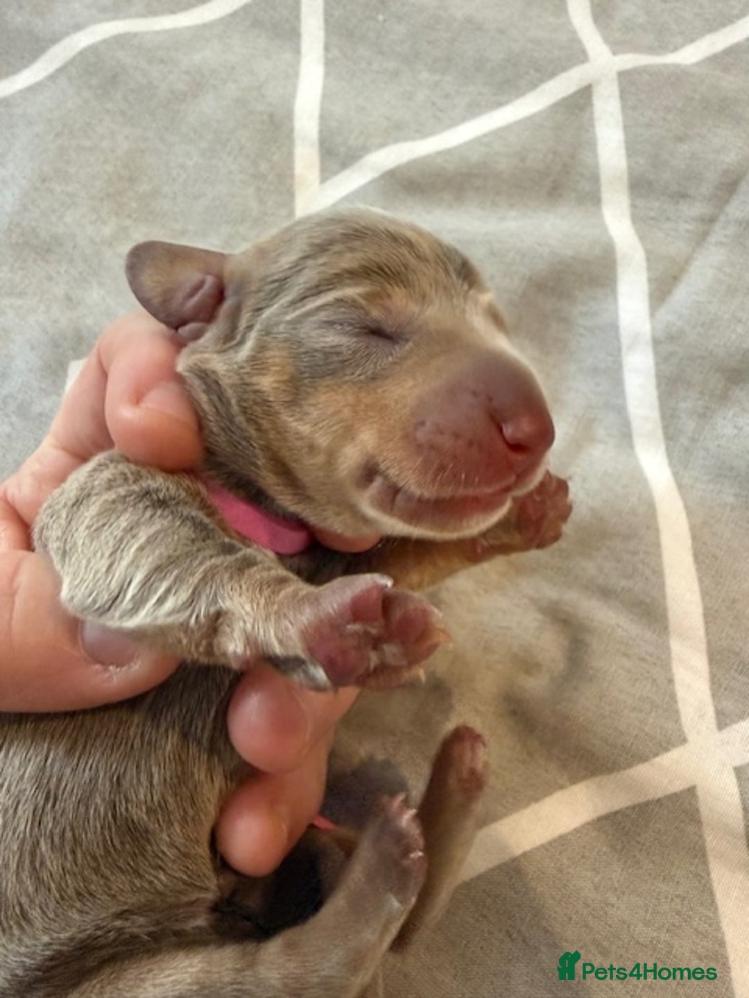 Dachshund dogs for sale: Miniature Dachshund Puppies  Health Tested Parents - Image 4