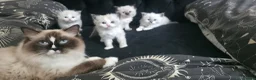 Ragdoll cats for sale: Pure ragdolls for sale - Advert 9