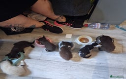 Mixed Breed cats for sale: Kittens - Image 3