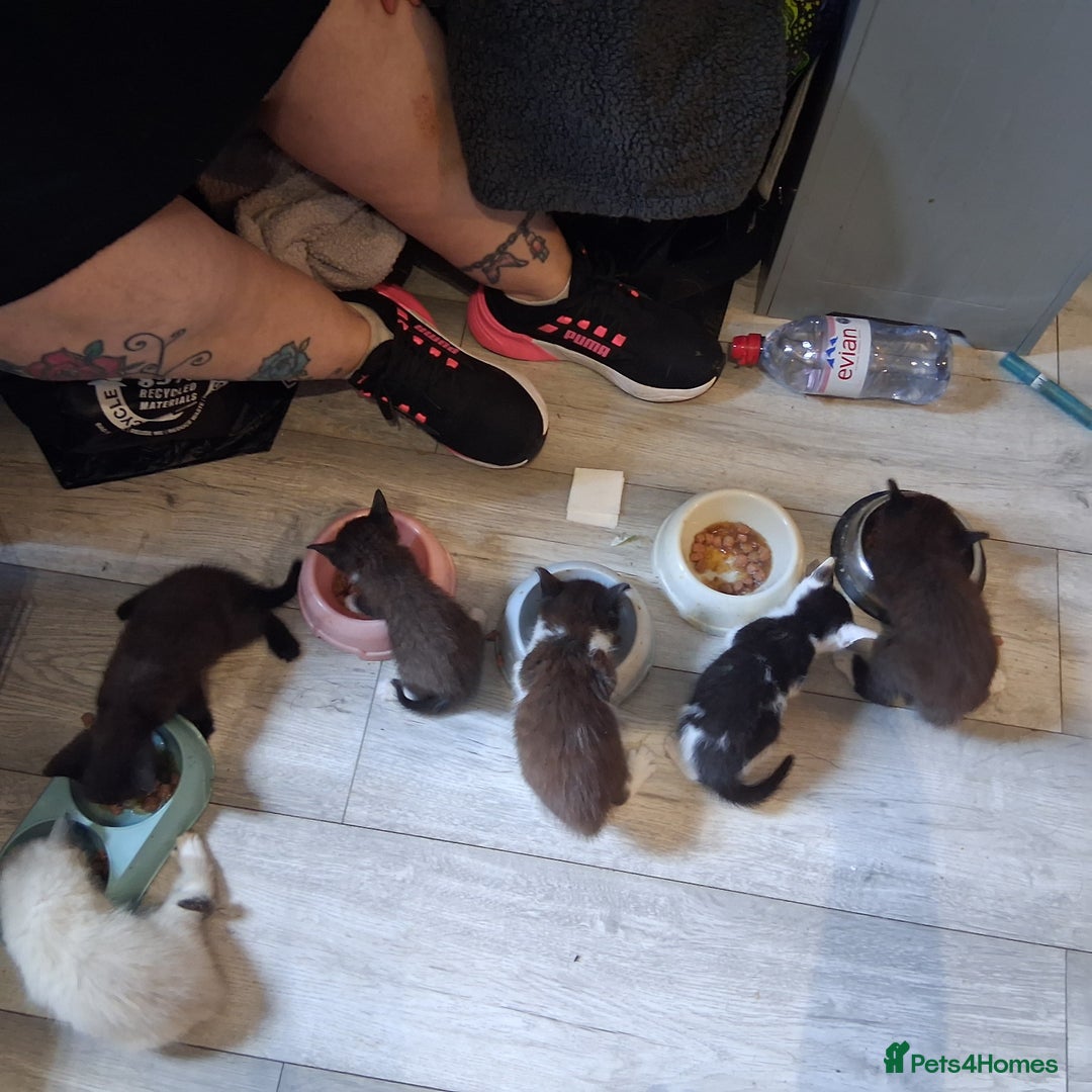 Mixed Breed cats for sale: Kittens - Image 3