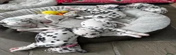 Dalmatian dogs for sale: Mr black - gorgeous black boy …..  - Advert 9