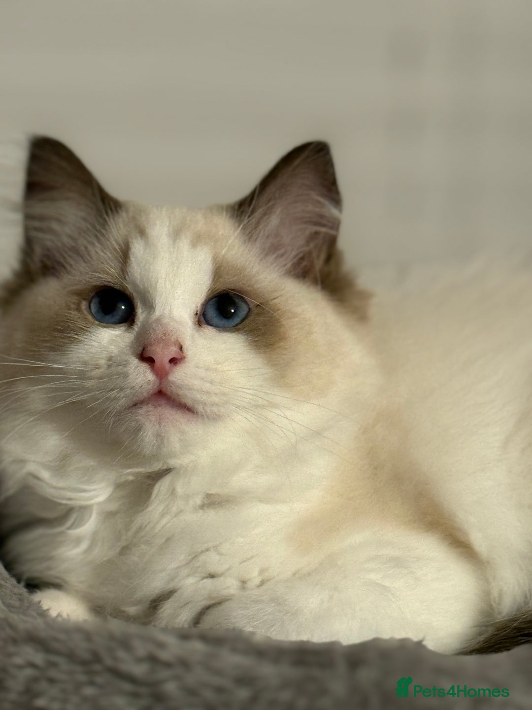 Ragdoll cats for sale: Ragdoll kittens - Image 7