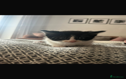 Ragdoll cats for sale: Ragdoll mix kittens  - Image 4
