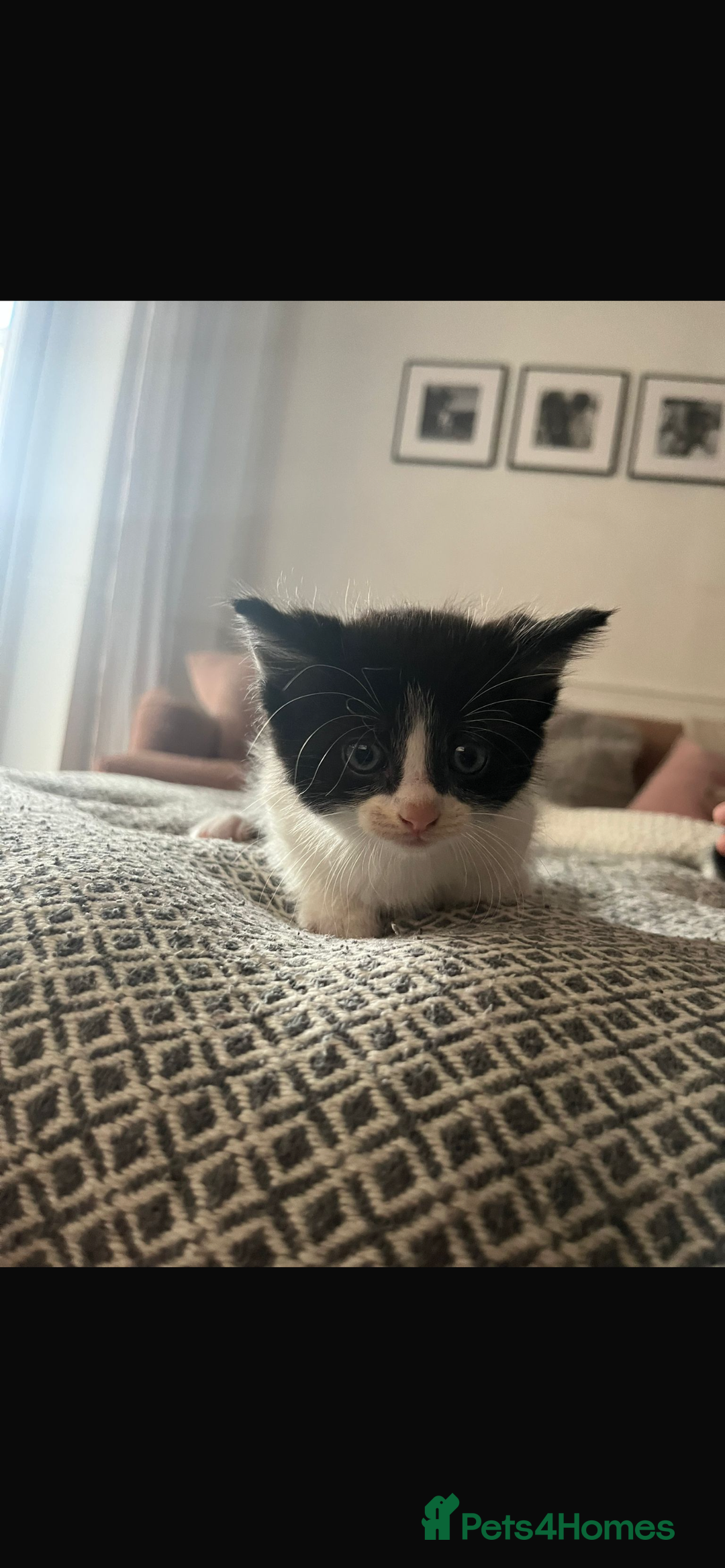 Ragdoll cats for sale: Ragdoll mix kittens  - Image 4