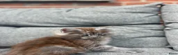 Maine Coon cats for sale: Male Maine coon  - Advert 3