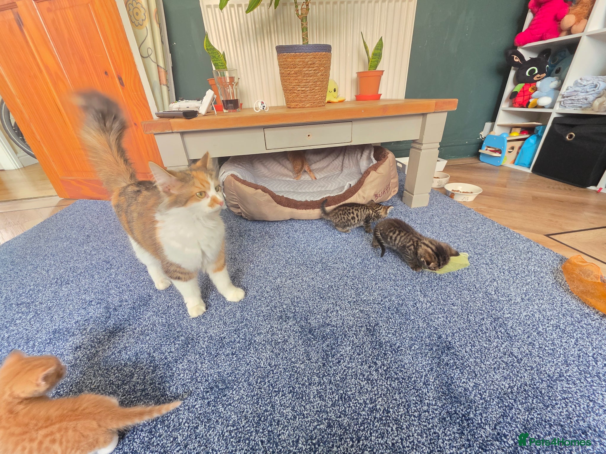 Mixed Breed cats Kittens 2x twins available end of june  - Advert 3