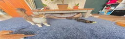 Mixed Breed cats for sale: Kittens 2x twins available end of june  - Advert 1