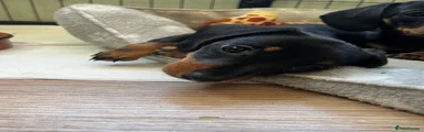 Miniature Dachshund 5