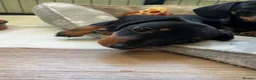 Miniature Dachshund dogs for sale: Kc reg miniature dachshunds - 2 girls - 2 boys  - Advert 3