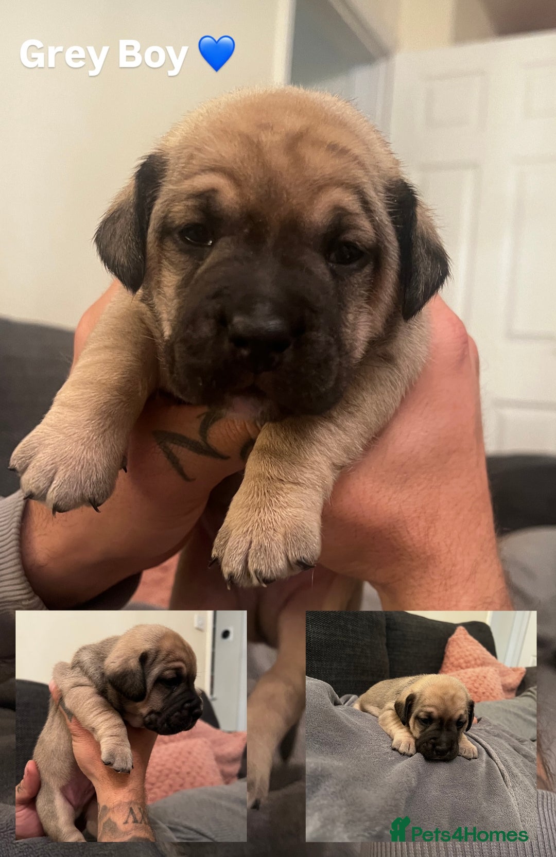 Mixed Breed dogs for sale:  Last 2 girls READY NOW! Rare English Bulldach - Advert 23