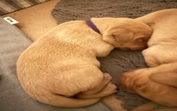 Labrador Retriever dogs for sale: Fox red labradors available now  - Advert 23