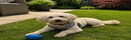 Goldendoodle dogs for sale: Beautiful Standard Goldendoodle Female - Advert 4