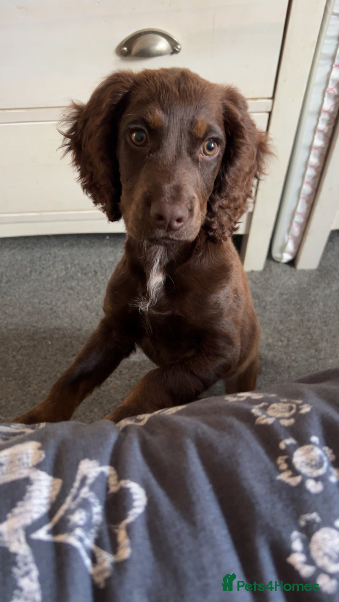 Cocker Spaniel dogs for sale:   Gorgeous working cocker spaniel for sale  - Image 6
